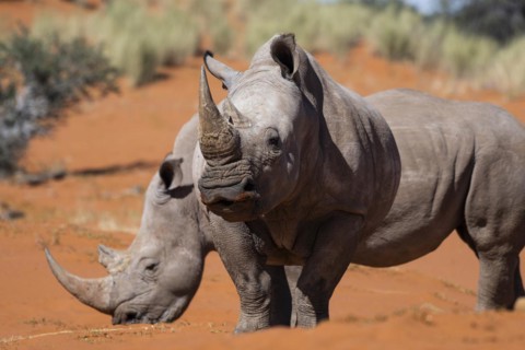2 white rhinoceroses