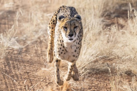 Cheetah