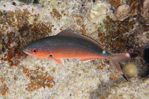 Red Sea Fusilier