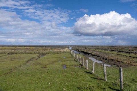 Salt marshes