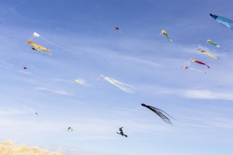 Wind kites on the beach