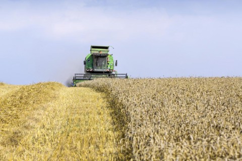 Grain harvest