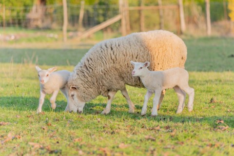Lamb and sheep in a flock and pasture in a village in winter. Alsace