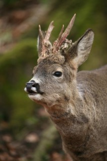 European roe deer