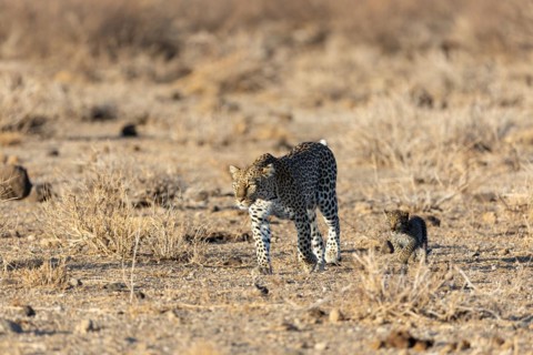 Leopard