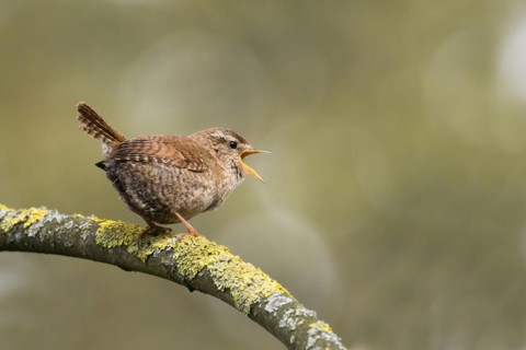 Eurasian wren