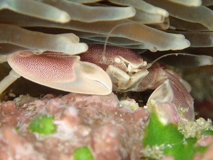 Spotted Porcelain Crab