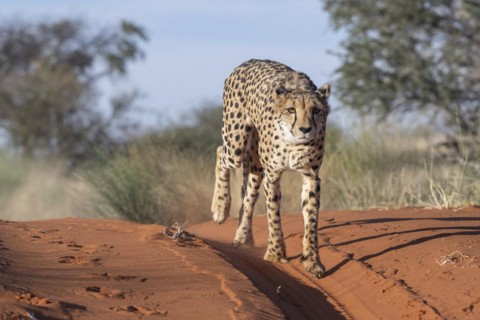 Cheetah