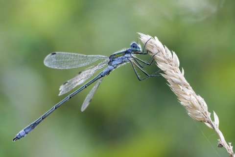 Emerald damselfly