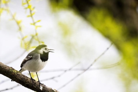 White wagtail