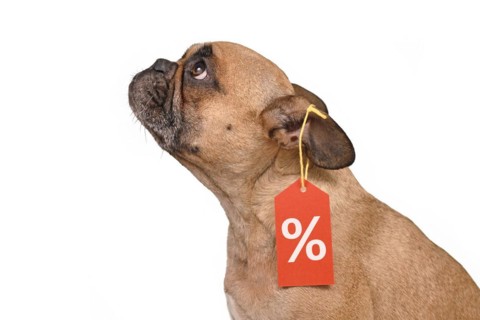French Bulldog dog with price tag with percent sale sign isolated on white background