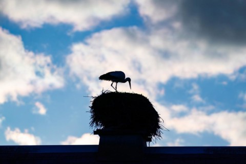 Silhouette of a white stork