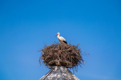 White stork