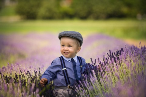 Beautiful little boy on a sunny day in a lavender field. Poland