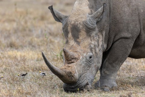 White rhinoceros