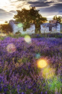 Lavender