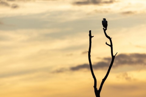 African Fish Eagle