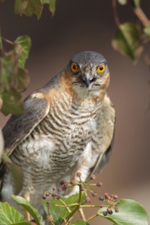 Sparrowhawk