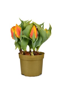Tulip