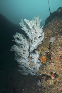 Christmas tree coral