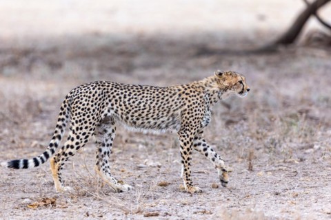 Cheetah
