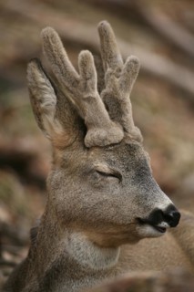 European roe deer