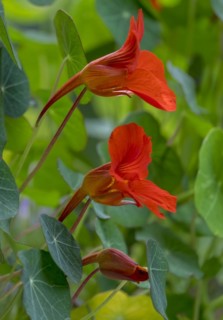 Red flowering nasturtium