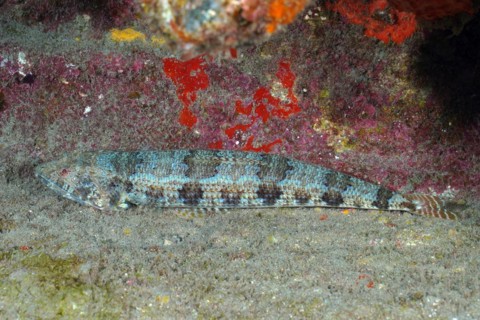 Lizardfish