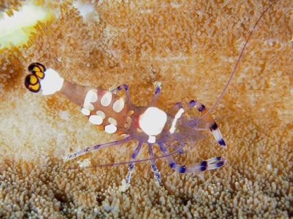 Peacock-eyed anemone shrimp