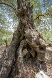 Gnarled trunk and roots of an olive tree
