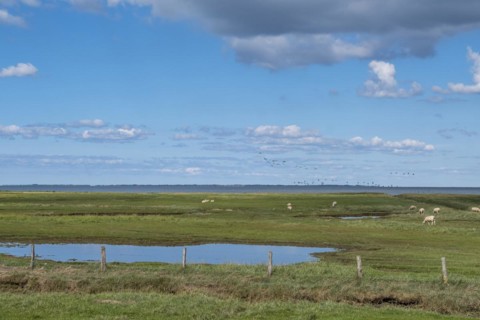 Salt marshes