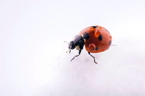 Beautiful photo of red ladybug walking on a cotton