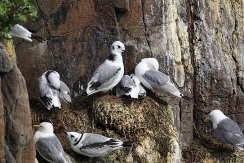 Kittiwakes