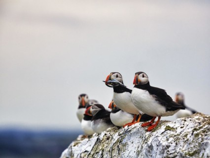 Puffin