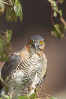 Sparrowhawk