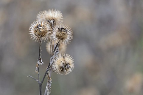 Burdocks