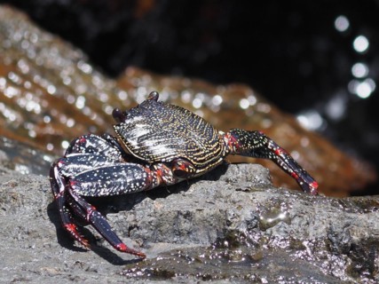 Red rock crab