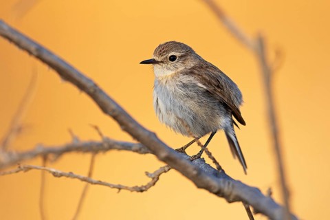 Canary islands stonechat