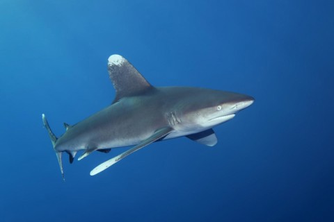 Oceanic whitetip shark