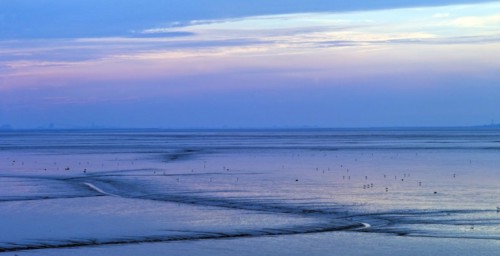 Evening light in the mudflats on the Dollart