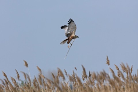 Marsh harrier