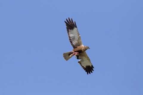 Western marsh harrier