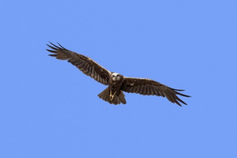Western marsh harrier