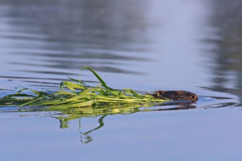 Close up of Eurasian beaver