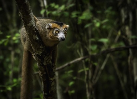 A male crowned lemur