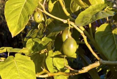 Tree tomatoes