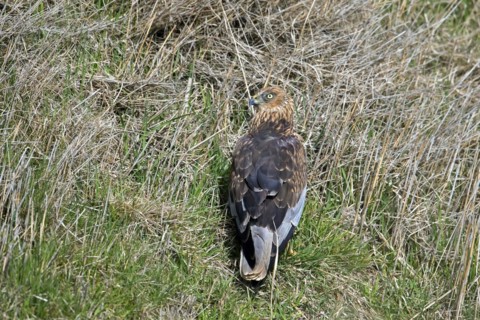 Eurasian marsh harrier