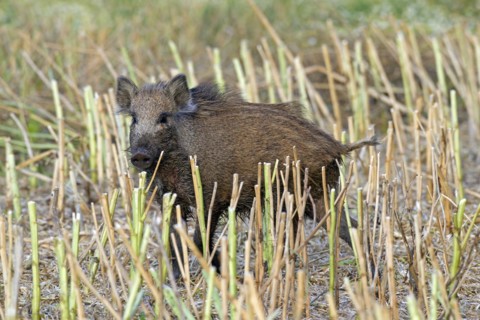 Wild boar