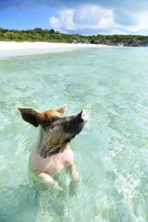 Swimming Pig