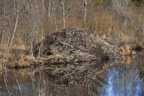 Eurasian